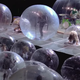 Illustration for article titled The Flaming Lips bubble up band, audience for world's safest COVID-era concert
